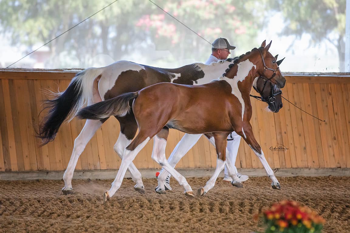 Check out our Breeding Program